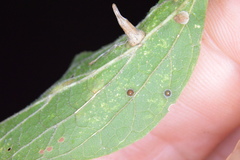 Celticecis cupiformis