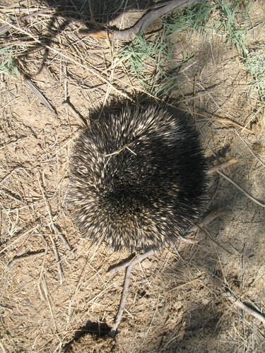ブラントハリネズミ