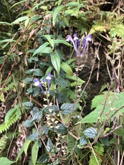 Scutellaria tashiroi