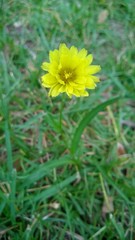 Pyrrhopappus carolinianus