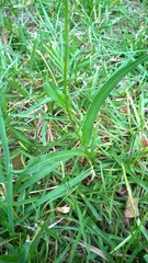 Pyrrhopappus carolinianus