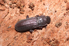 Idiobates castaneus