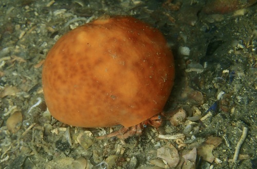 Photo of Hermit crab sponge (Suberites domuncula)