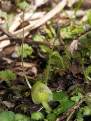 Corybas walliae