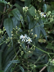 Aster formosanus