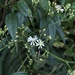 Aster formosanus - Photo (c) JODY HSIEH, some rights reserved (CC BY-NC), uploaded by JODY HSIEH