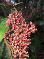 Miconia elegans