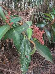 Miconia elegans