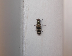 Chaetopsis massyla