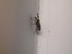 Chaetopsis massyla