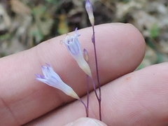 Apteria aphylla