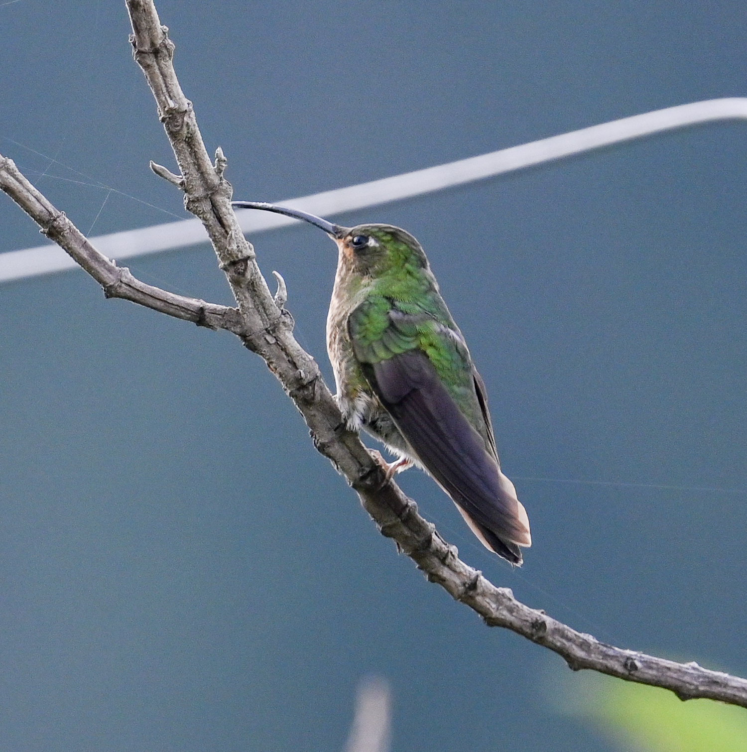 Mountain Velvetbreast (Lafresnaya lafresnayi), photo 8
