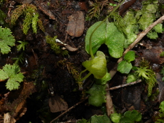 Corybas walliae