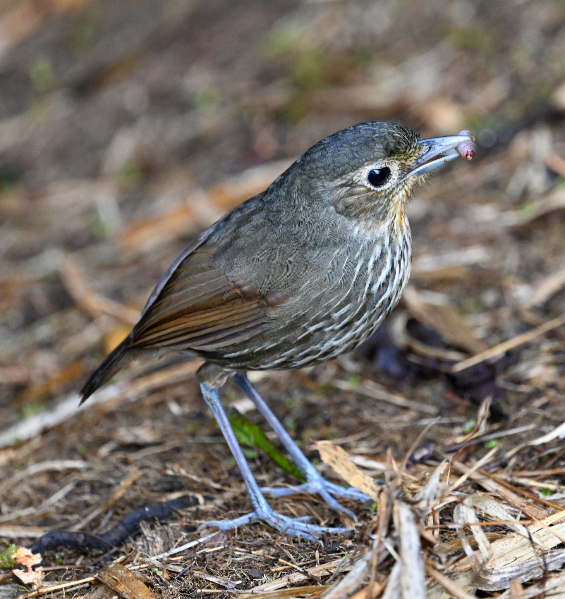 Santa Marta Antpitta (Grallaria bangsi), photo 3