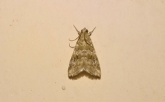 Glaphyriinae