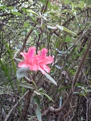 Rhododendron rubropilosum