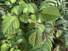 Rubus wallichianus