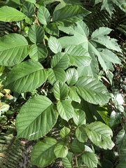 Rubus wallichianus