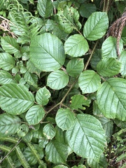 Rubus wallichianus