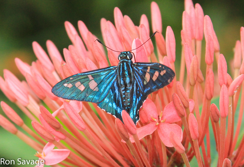 Hispaniolan Mangrove Skipper
