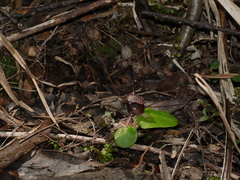 Corybas iridescens