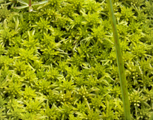 Narrowleaf Peatmoss — photo 1