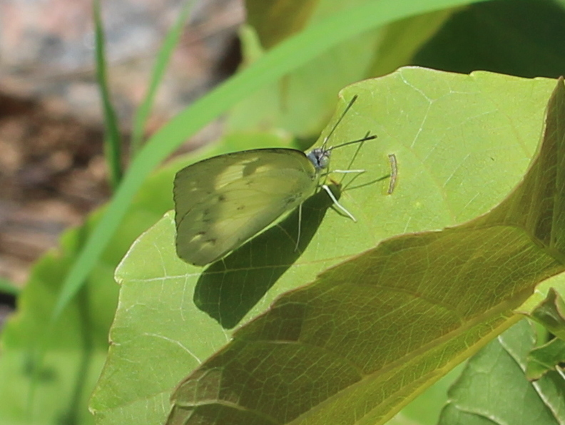 Lemon Emigrant