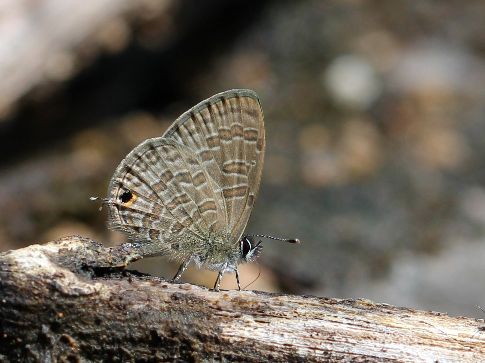 Common Lineblue