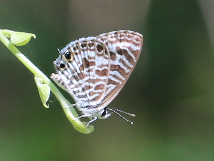 Zebra Blue