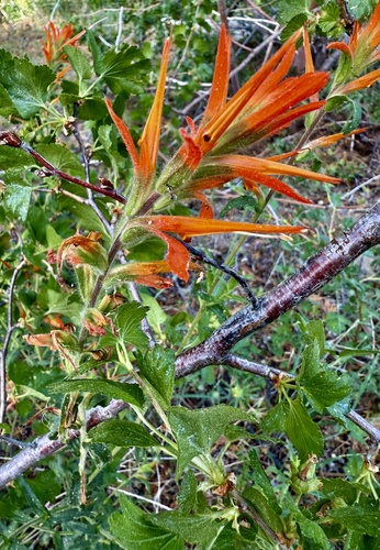 Distichous Paintbrush (Castilleja disticha)