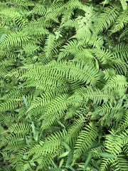 Amauropelta beddomei