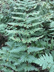 Dryopteris clintoniana