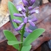 Polygala poaya - Photo (c) Laurent Quéno, alguns direitos reservados (CC BY-NC), enviado por Laurent Quéno