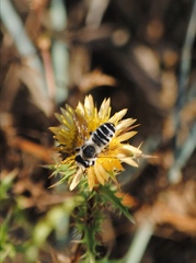 Megachile albisecta