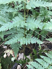 Dryopteris clintoniana