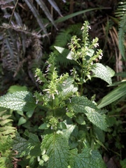 Teucrium viscidum