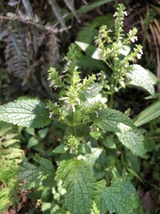Teucrium viscidum