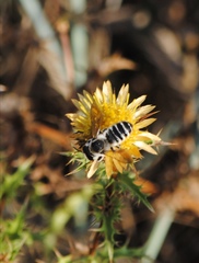 Megachile albisecta