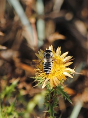 Megachile albisecta