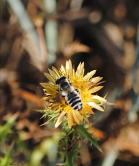 Megachile albisecta