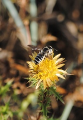 Megachile albisecta