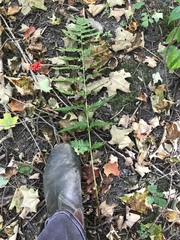 Dryopteris clintoniana