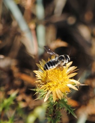 Megachile albisecta
