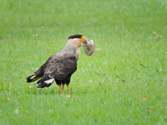 Caracara plancus