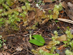 Corybas confusus