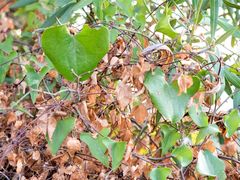 Smilax aspera