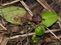 Corybas iridescens