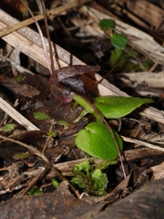 Corybas iridescens