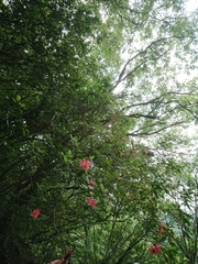 Rhododendron rubropilosum