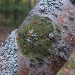 Caloplaca cerina